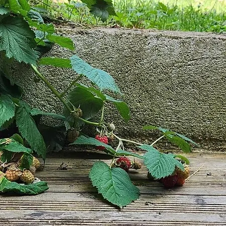 شقة Le Coin Nature Amnéville
